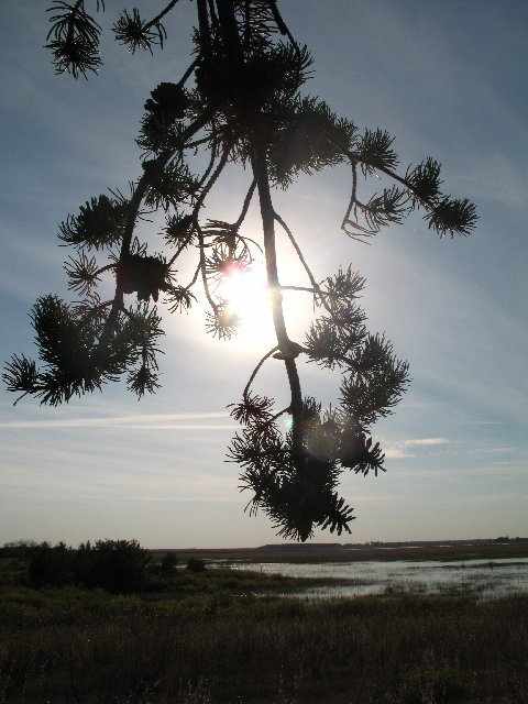 69879_162330453 cshlex pine and li